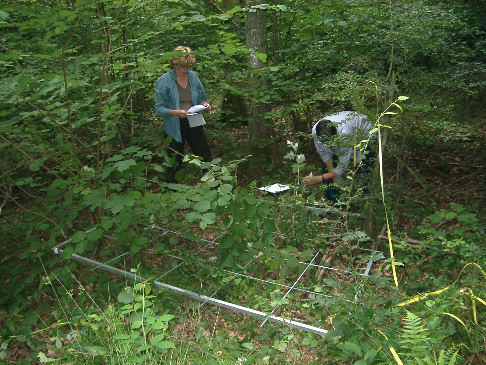 Two scientists doing a ground vegetation survey using a metal quadrat within a broadleaved woodland. 