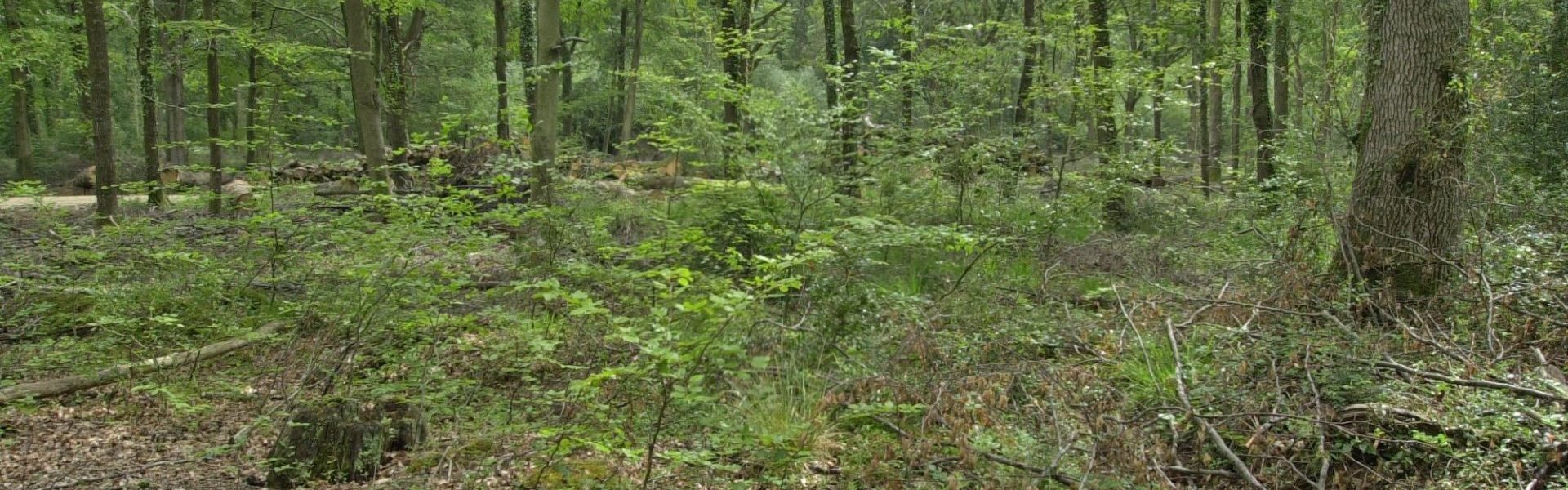 Continuous cover management in a young oak wood.