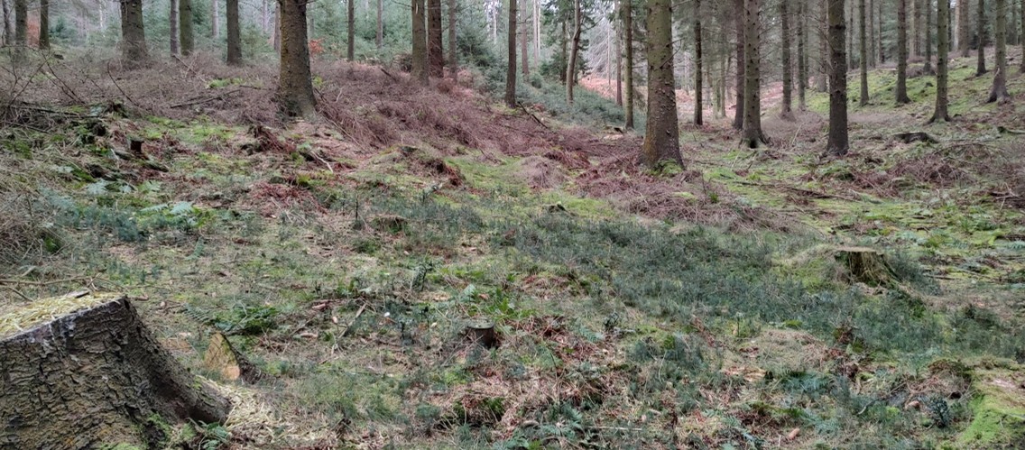 A scene of a woodland take from the floor.