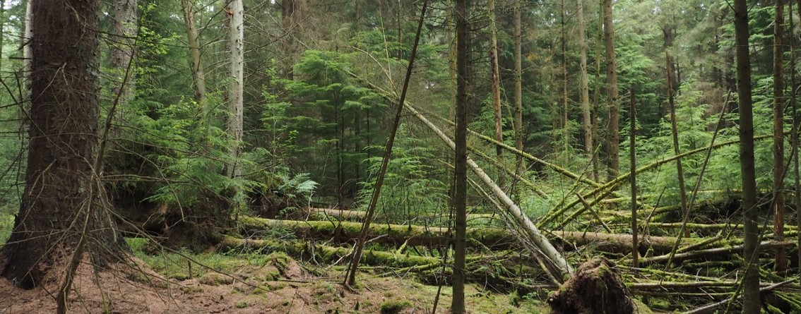 Scene of a forest with trees over as a result of windthrow.