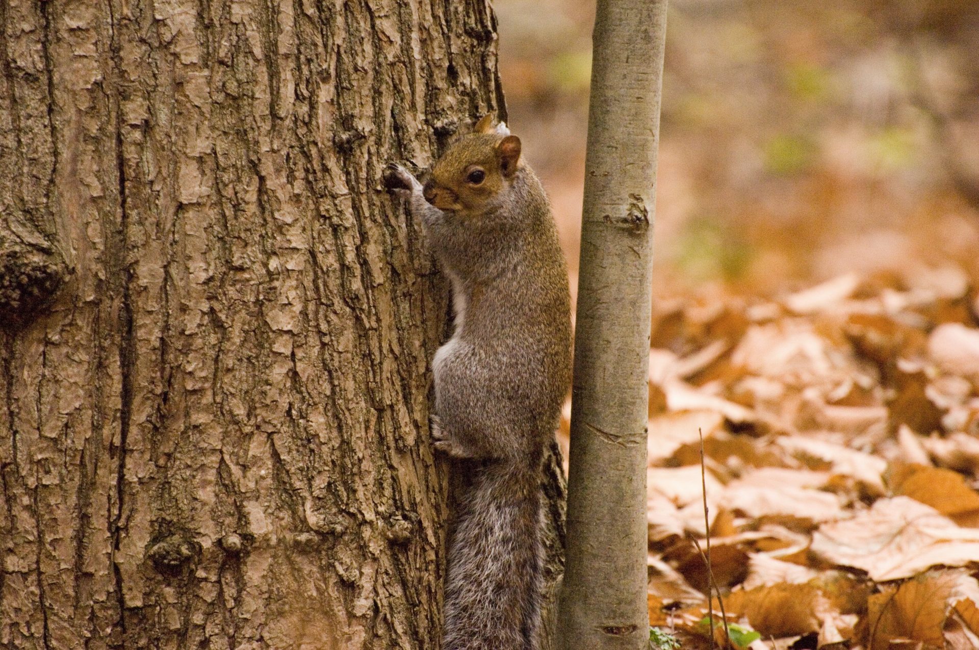 A grey squirrel on the bark of a tree. 