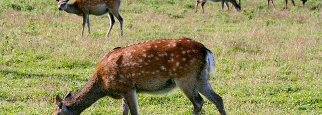 A group of deer grazing in a field.
