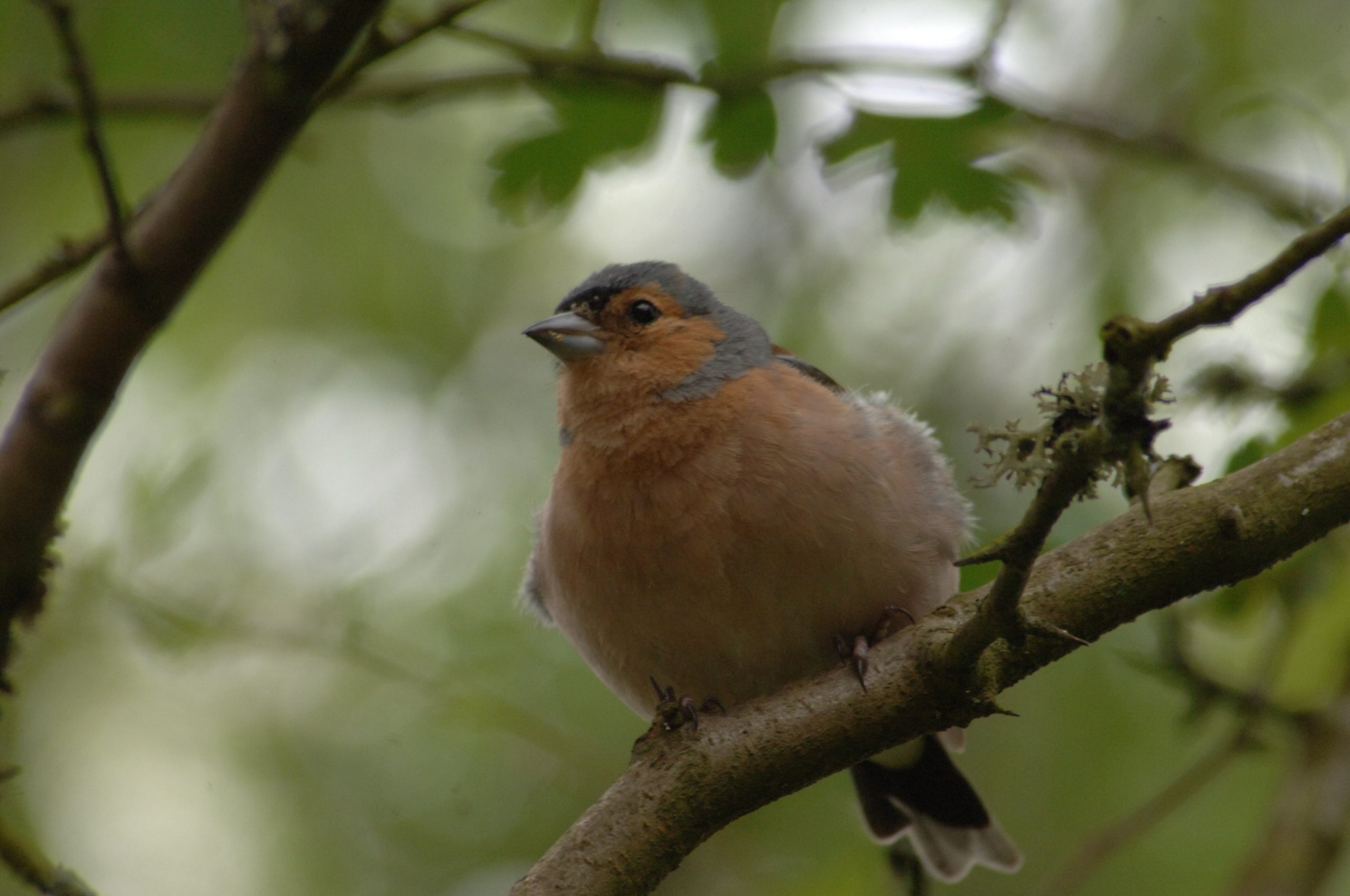 male chaffinch fc scaled
