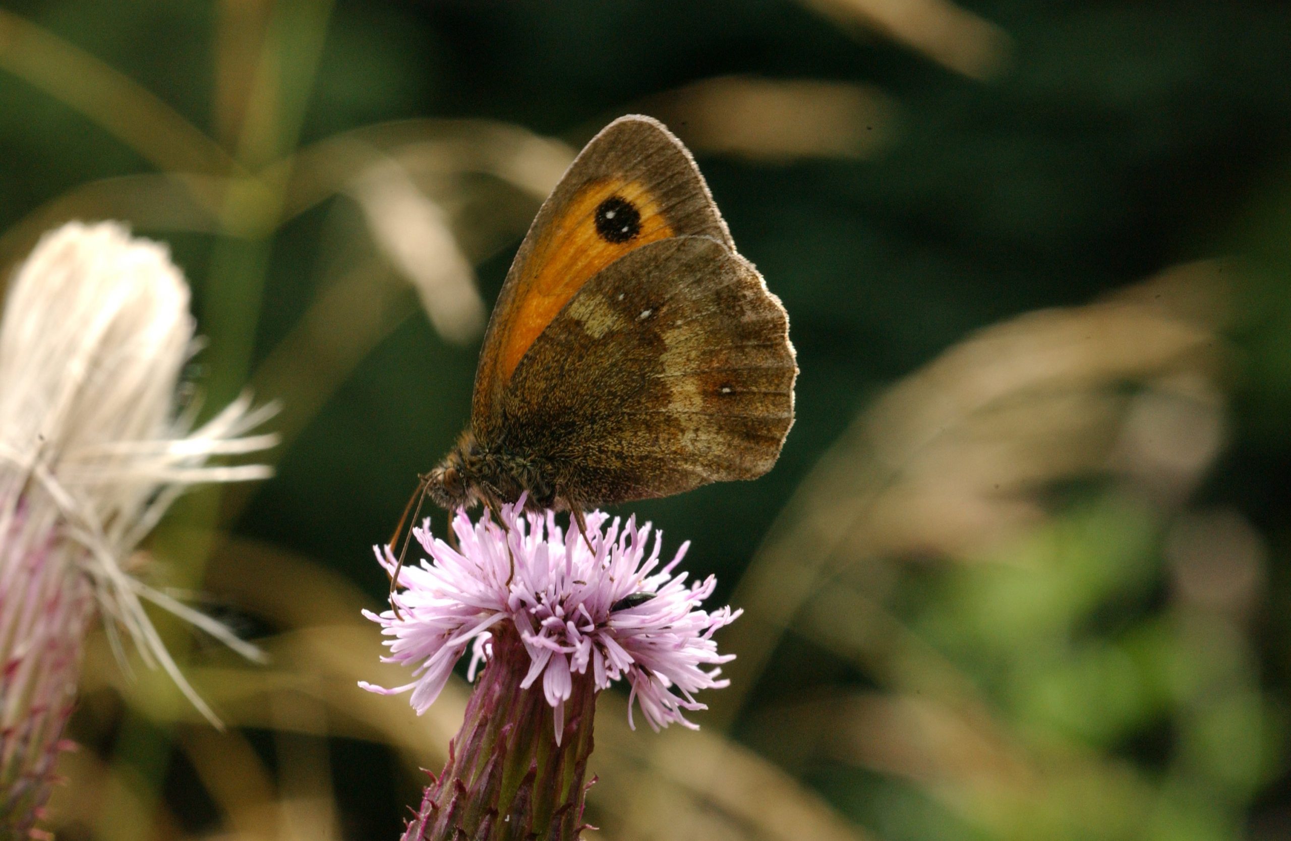 meadow brown fc scaled