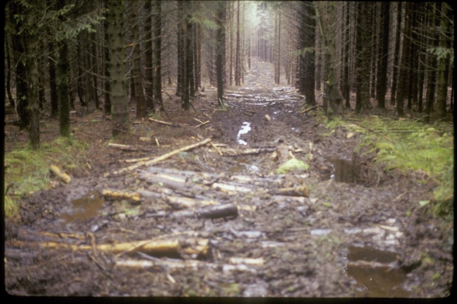 Image showing soil damage associated with harvesting activities in a continuous cover forestry (CCF) stand.