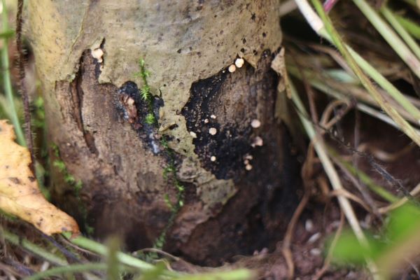 Ecology and Pathology of Ash Dieback Disease - Forest Research