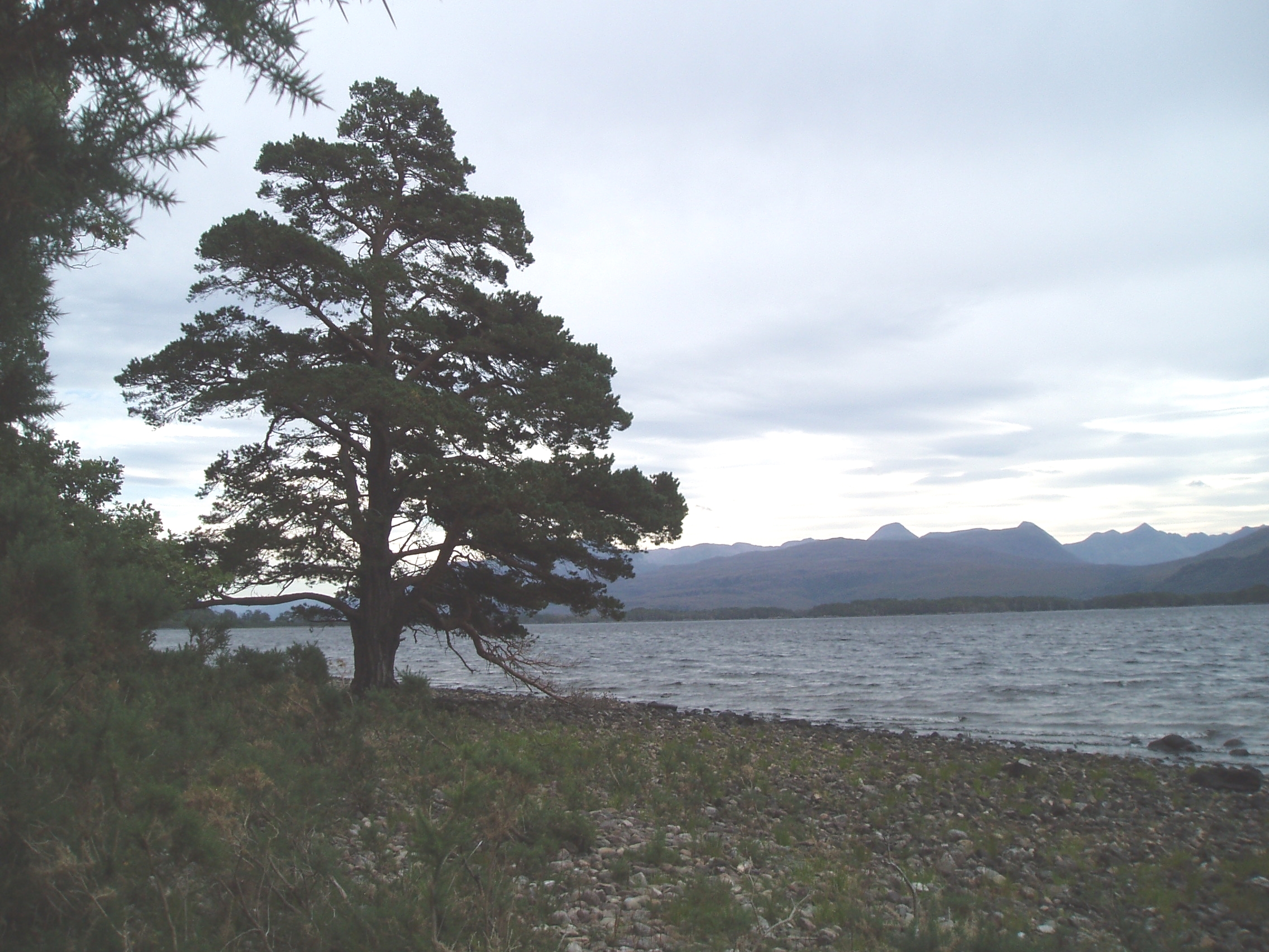 scots pine loch maree