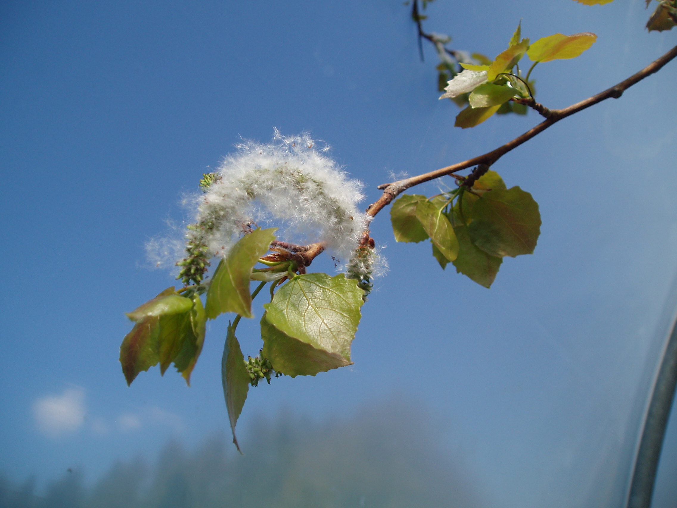 aspen flowering