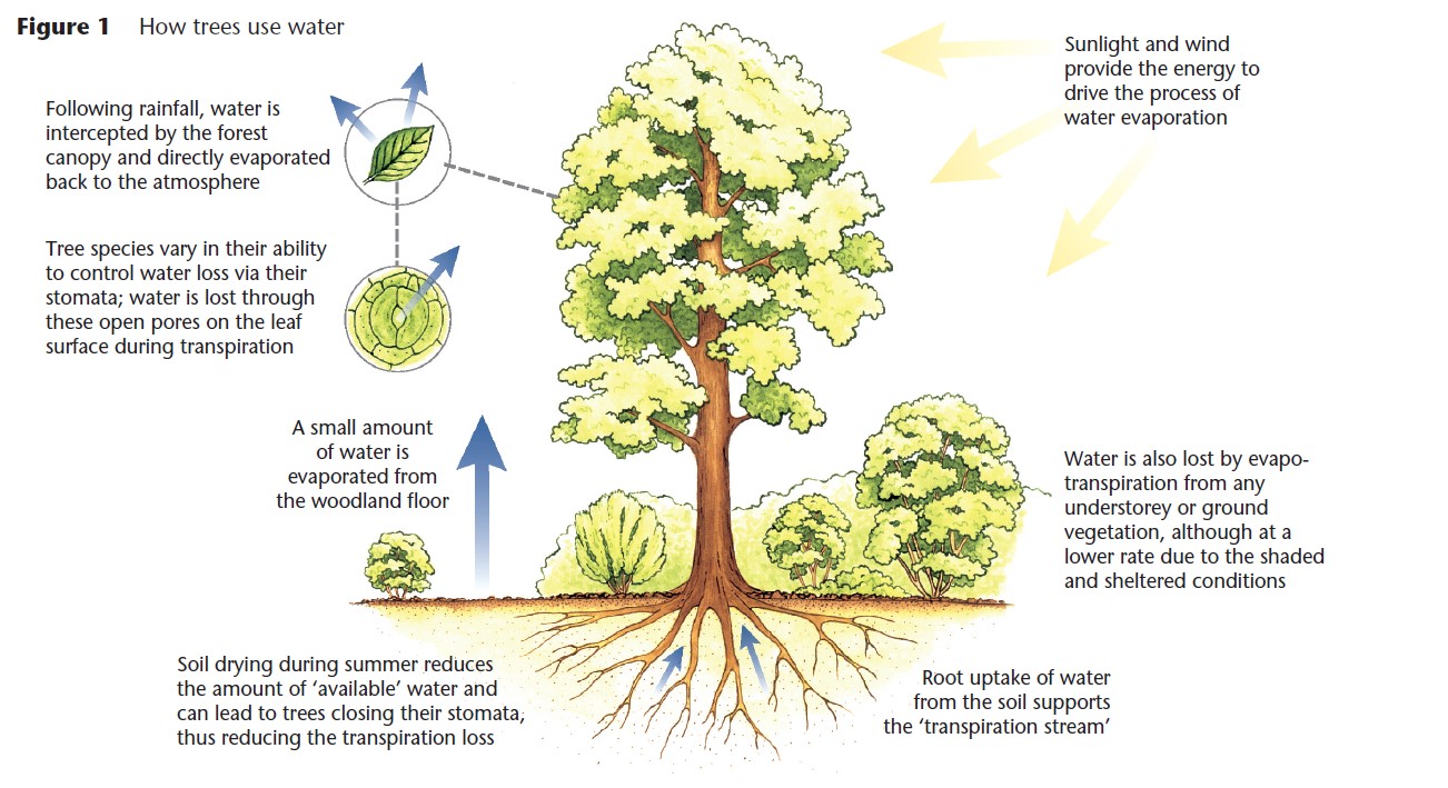 How trees. How do we use Water Water as a natural resource.