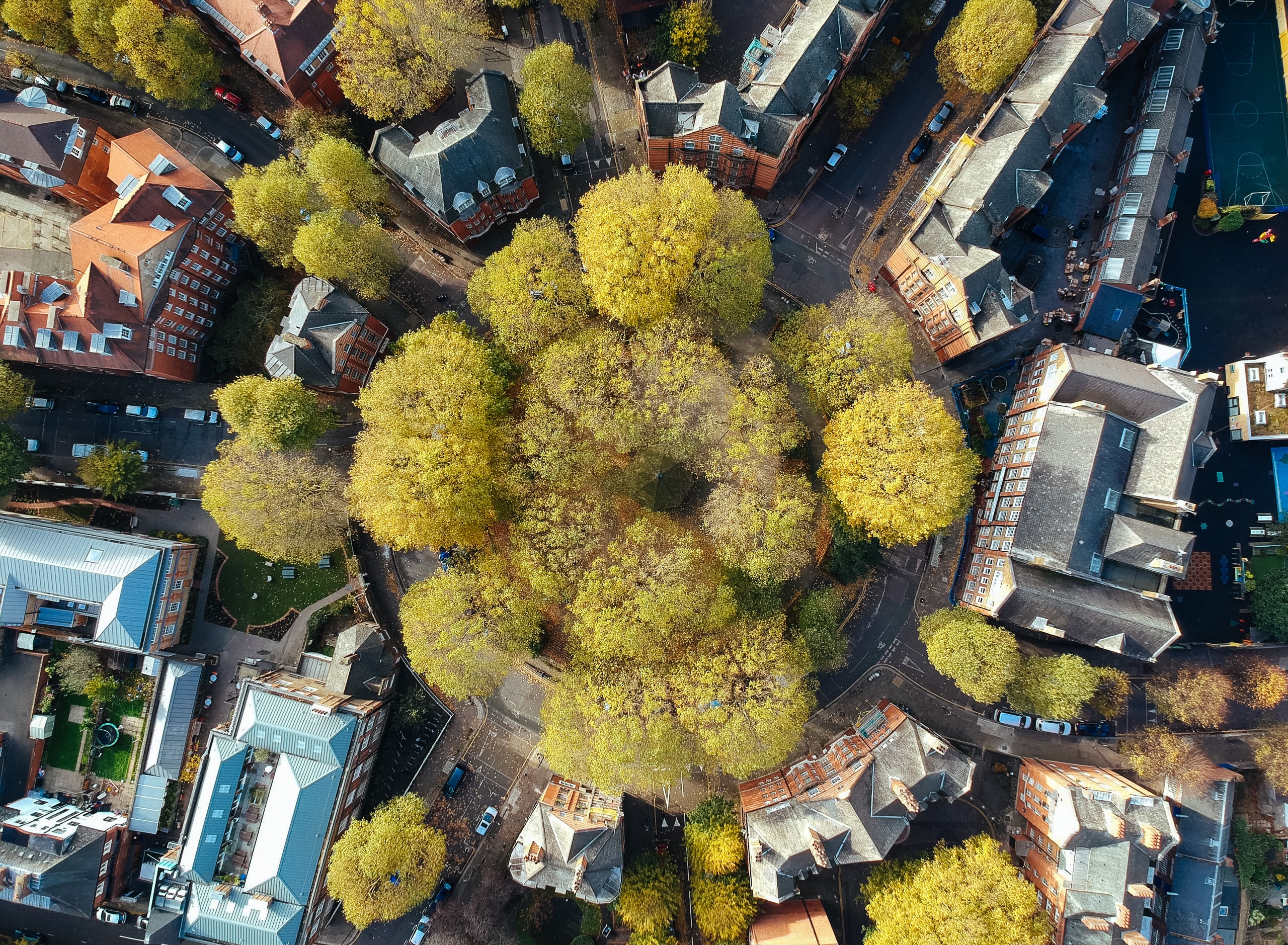 Aerial image of trees in a city.