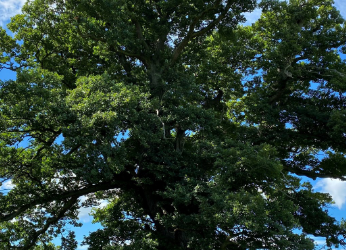 Forestry Thumbnail Pioneering project to safeguard our iconic oaks launched