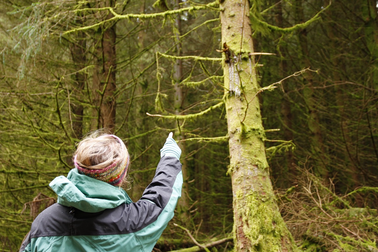 Dame to a tree caused by Dendroctonus micans