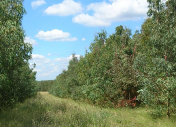 Forestry Thumbnail Innovative projects to boost UK biomass production