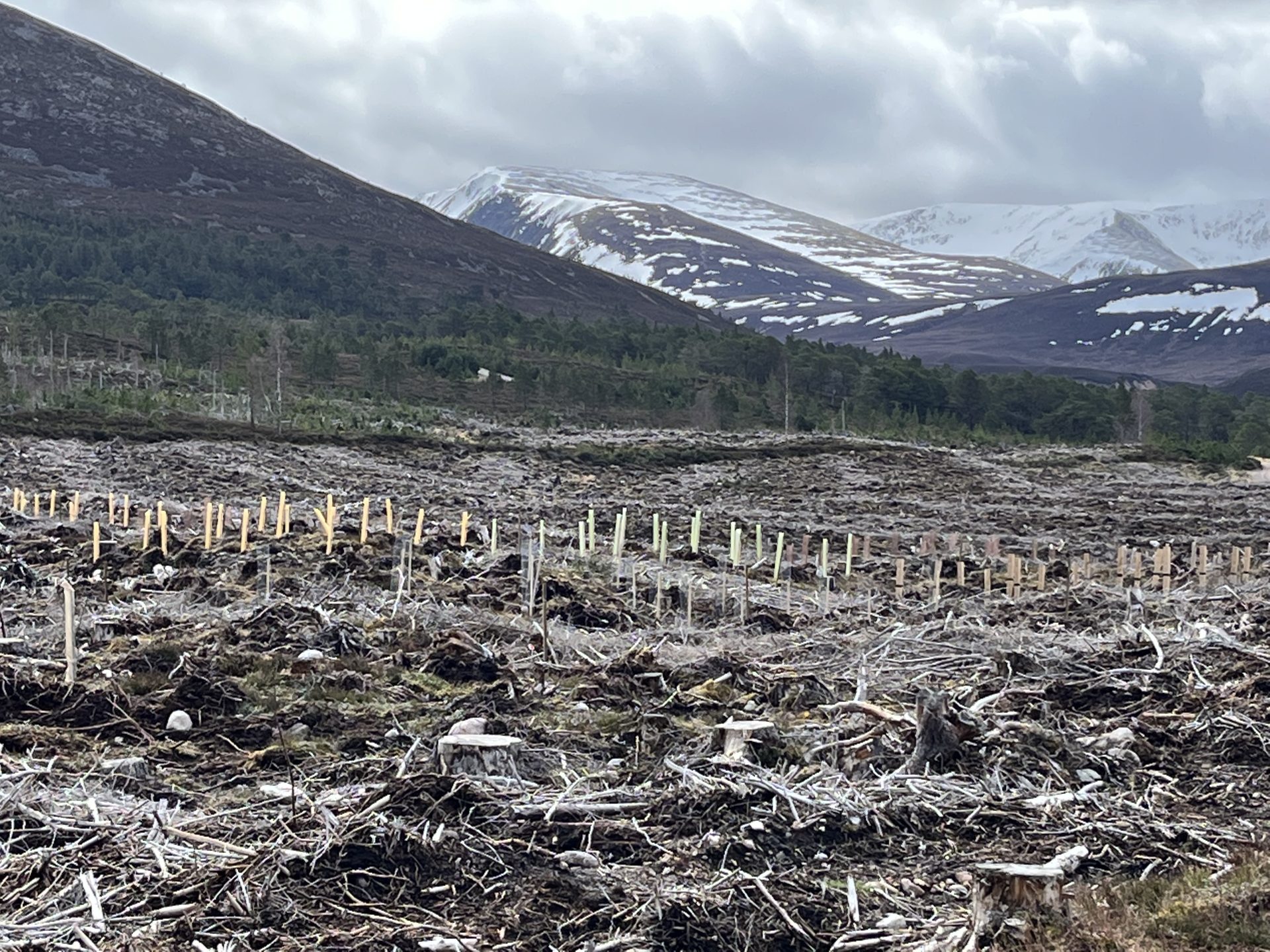 Glenmore Forest, Cairngorms (Forestry and Land Scotland estate) – wet, exposed, upland site.