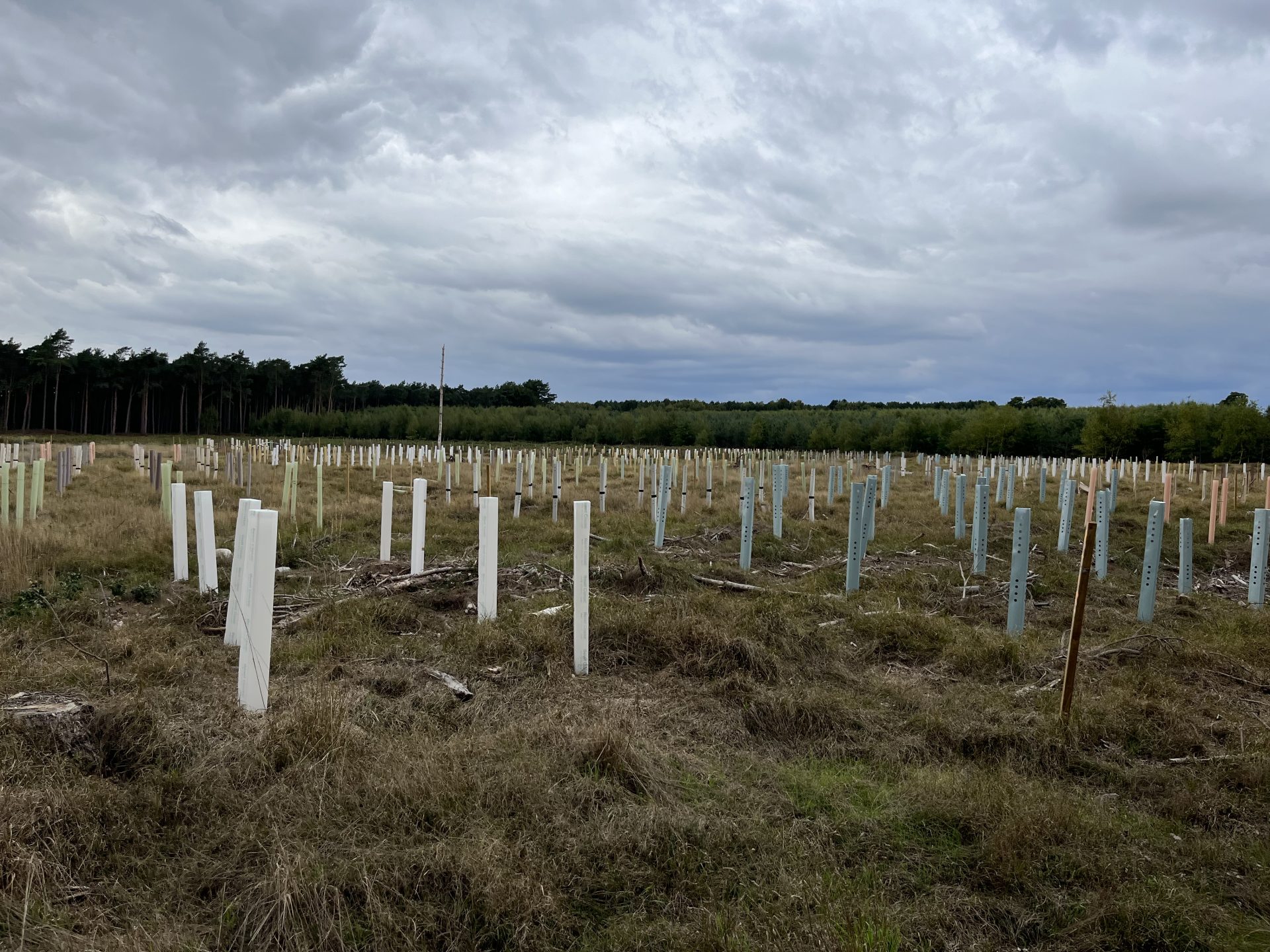 Tunstall Forest, Suffolk (Forestry England estate) – dry, sheltered, lowland site