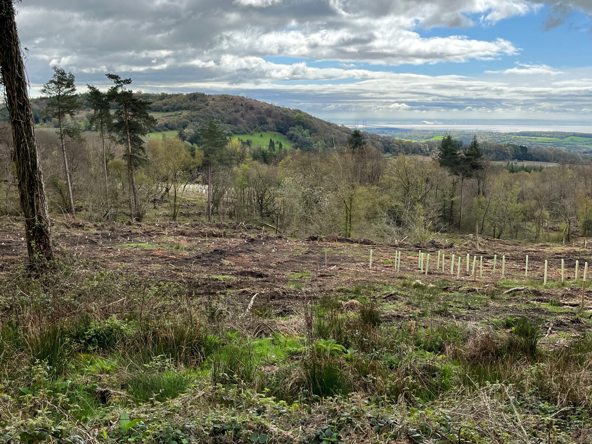 Wentwood Forest, South Wales (Natural Resources Wales estate), moderately wet, moderately exposed, mid elevation site