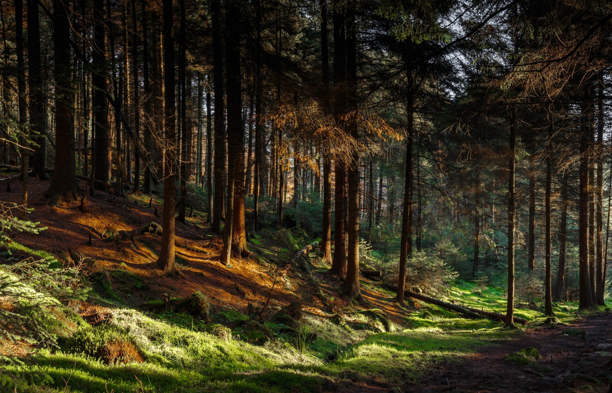 Homepage forest research