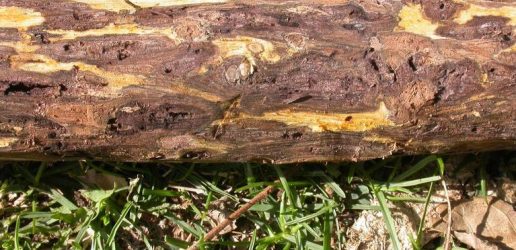 1000 cankers peeled log ned tisserat colorado state uni bugwood