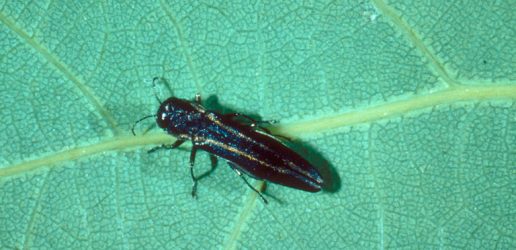 2-lined chestnut borer adult Robert A. Haack, USDA FS, Bugwood.jpg