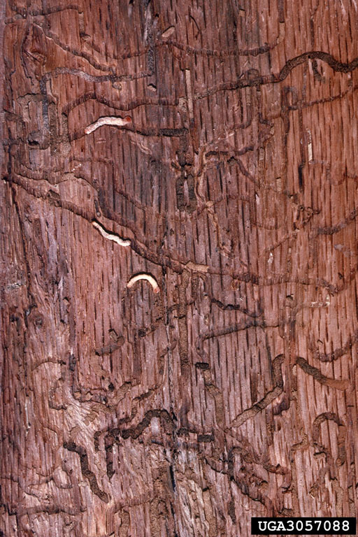 2-lined chestnut borer galleries James Solomon USDA FS Bugwood.jpg