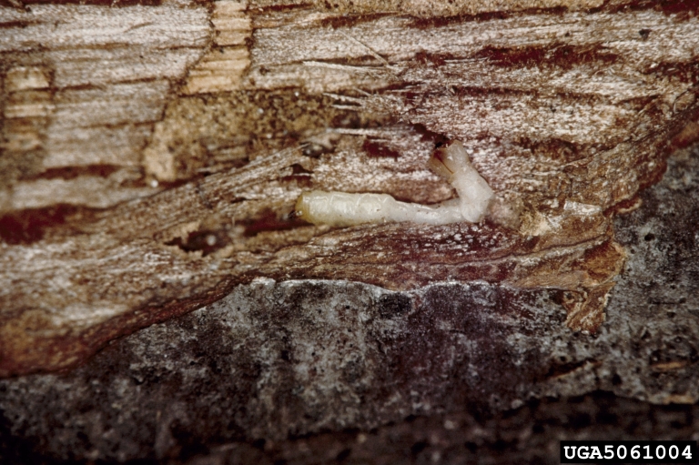 2-lined chestnut borer larva Joseph O'Brien USDA FS Bugwood.jpg