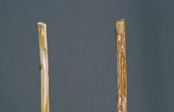 2005974big.width-500 Dutch elm diseased twig.jpg