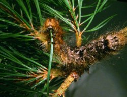 Pine-tree Lappet Moth - caterpilla