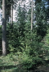 An example of continuous cover forestry in GB.