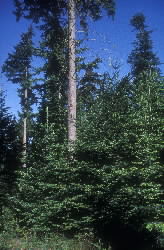 An example of continuous cover forestry in GB.