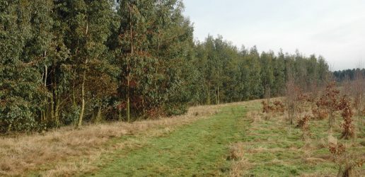 The photo shows cider gum (left) and oak and birch (right), all at age 5 years at an energy forest established by Nottinghamshire County Council.