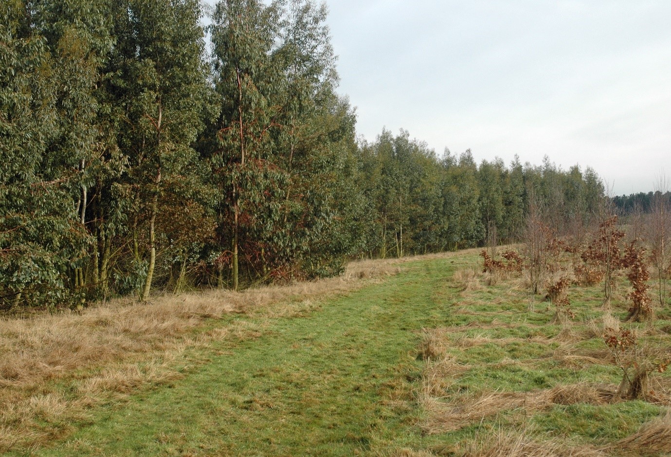 The photo shows cider gum (left) and oak and birch (right), all at age 5 years at an energy forest established by Nottinghamshire County Council. 