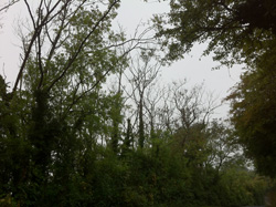 Affected_trees_in_Kent.jpg