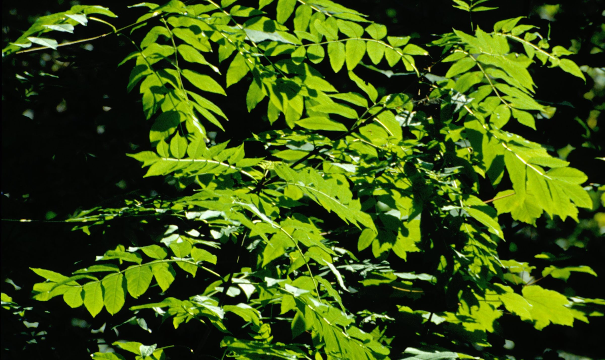 Ash leaves cropped FC.jpg