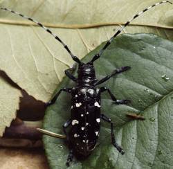 Asian_longhorn_beetle250.jpg