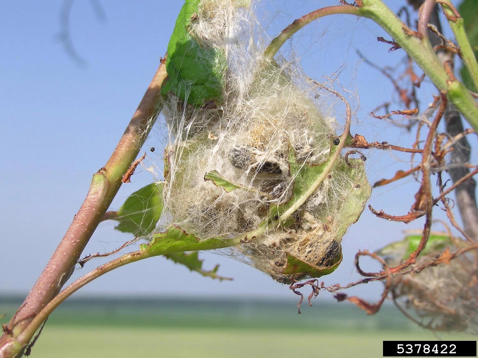 Brown tail nest