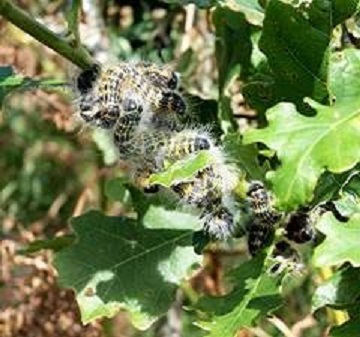buff-tip larvae on oak