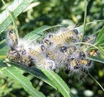 buff-tip larvae on willow