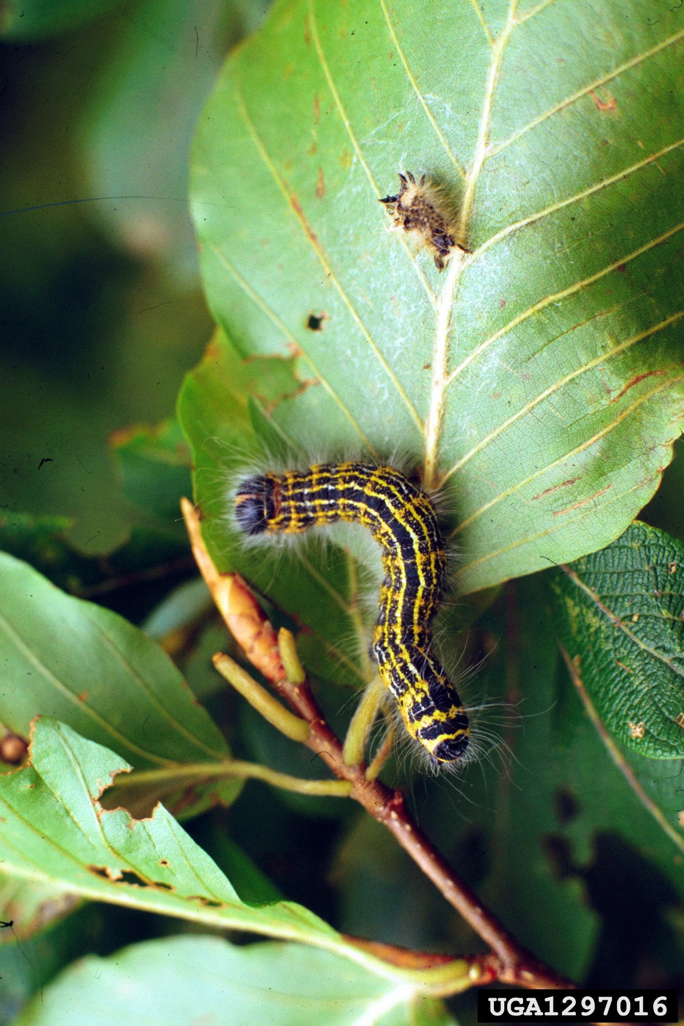Buff-tip moth caterpillar