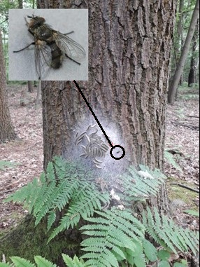 Carcelia iliaca predating a large live OPM nest at the base of an oak tree