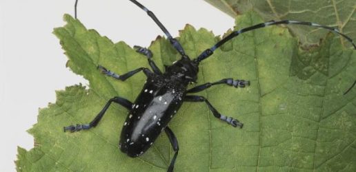 Citrus longhorn beetle adult 1.jpg