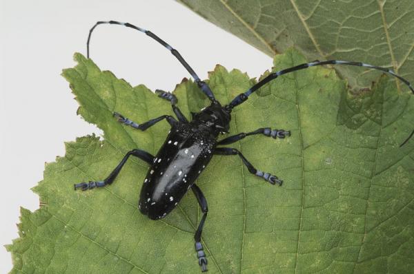 Citrus longhorn beetle adult 1.jpg