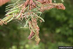 Defoliation and damage on spruce by Western spruce budworm