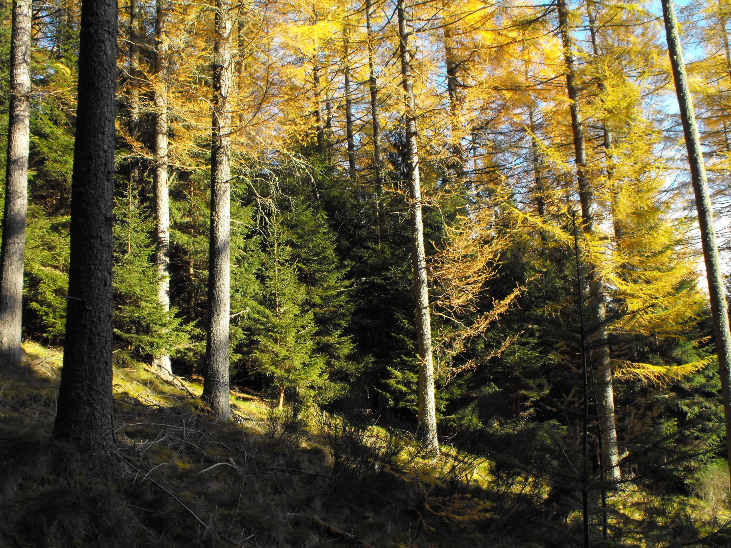 European larch with understorey of Norway spruce.