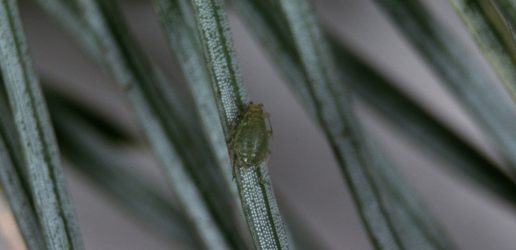 Elatobium image 1