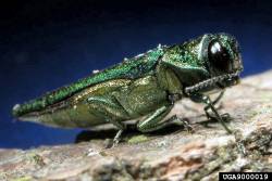 Emerald_ash_borer250.jpg