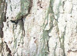 Exit holes in oak made by Agrilus biguttatus