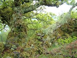 fhns_lichens_mosses_oakwood.jpg