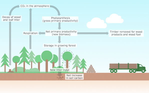 2018 - Carbon cycle - Forest Research