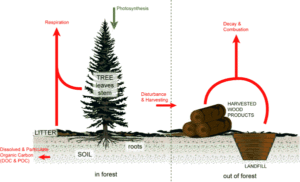 forestry carbon components