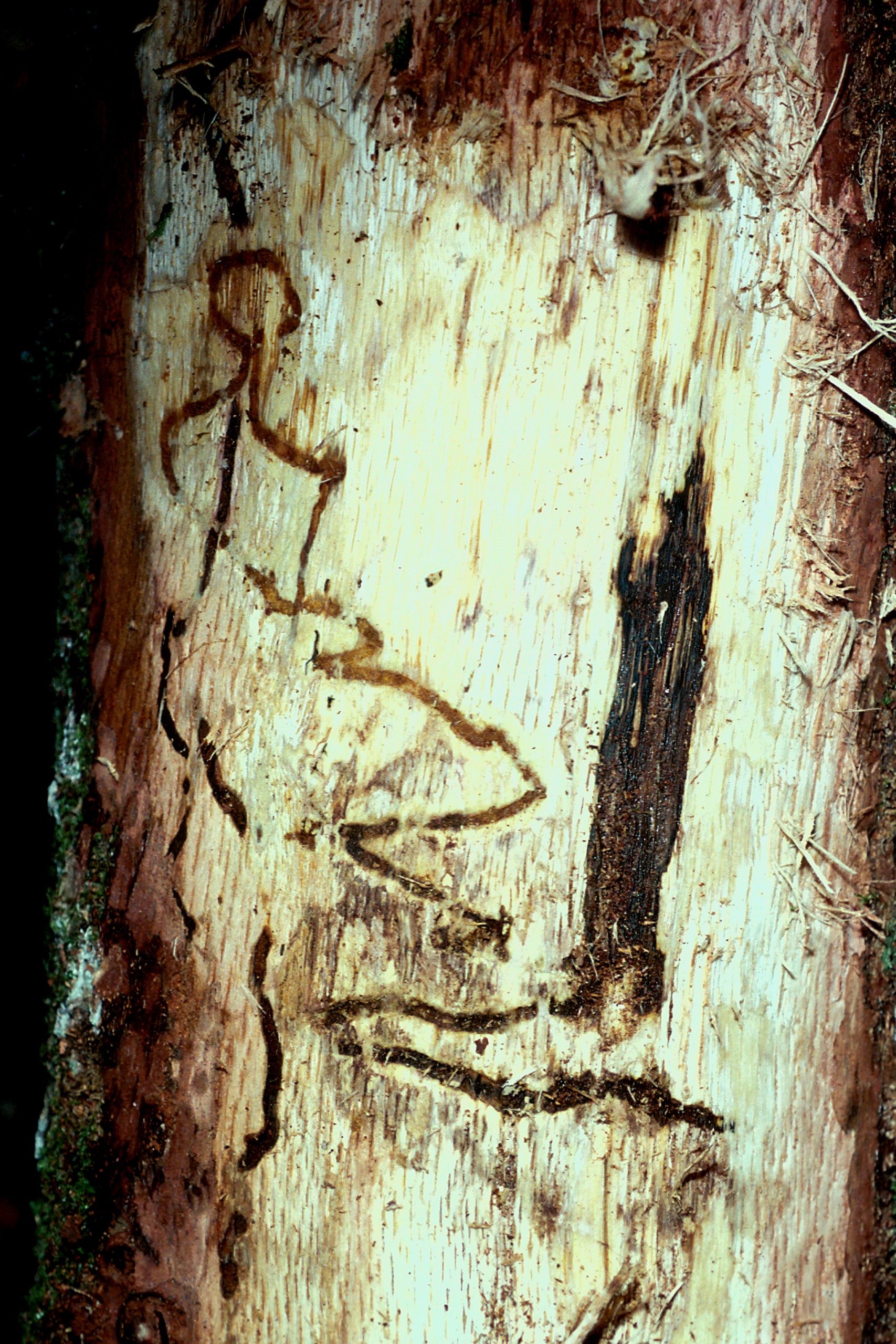 Galleries of two-spotted oak buprestid Agrilus biguttatus, Louis-Michel Nageleisen, Département de la Santé des Forêts, Bugwood.jpg